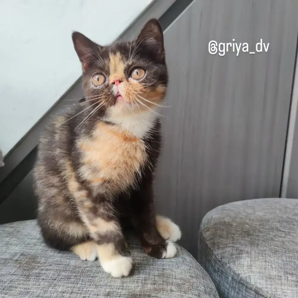 KUCING PERSIA PEAKNOSE BETINA EXOTIC