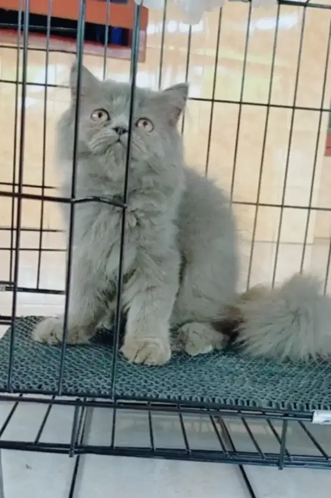 Flatnos abu solid jantan super gembul 3 bulan