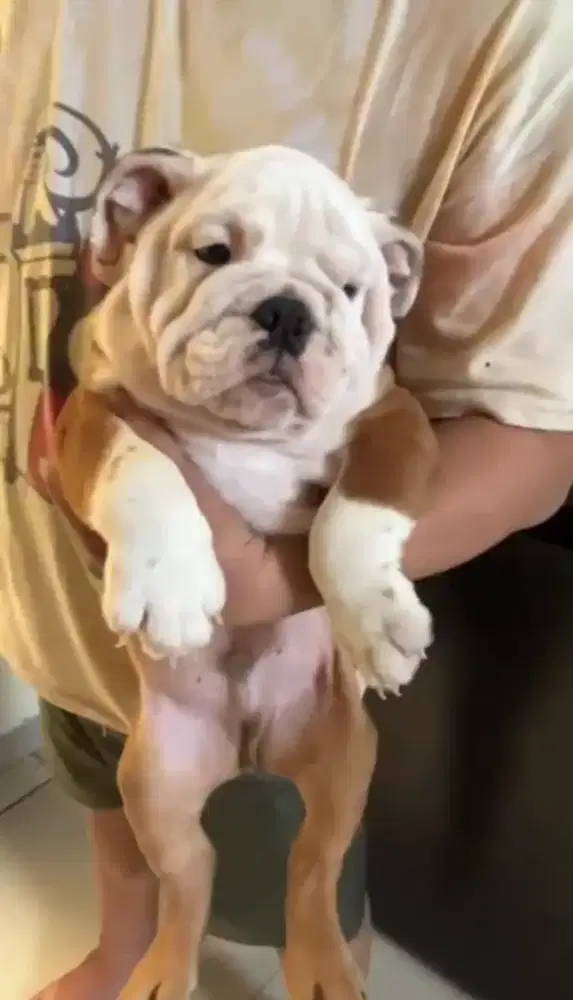 English bulldog puppy male