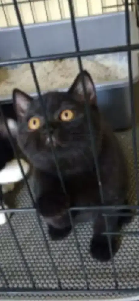 Kucing BSH  umur 3 BLN