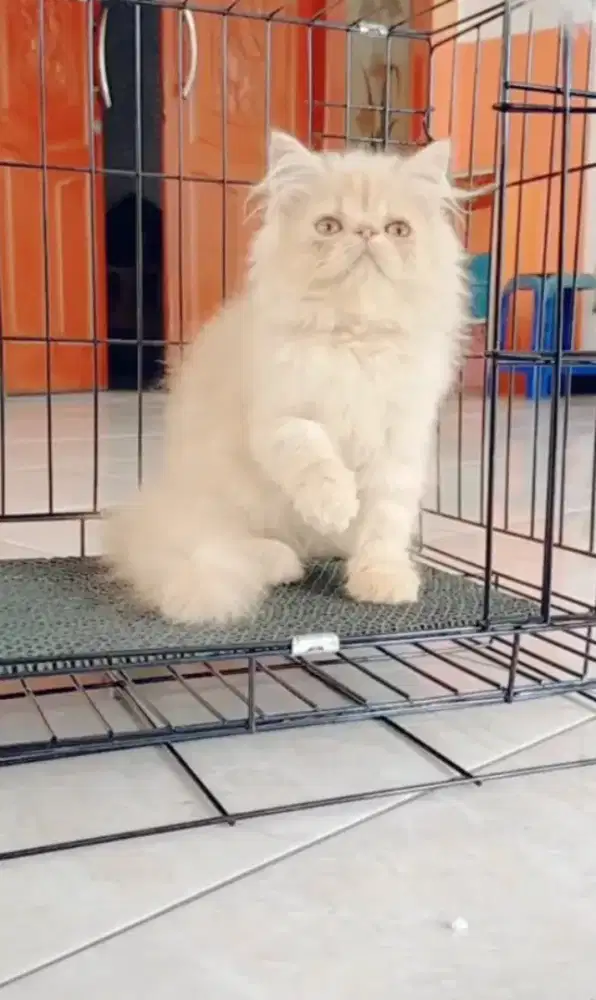 Peaknos jantan 3 bulan warna crem manis