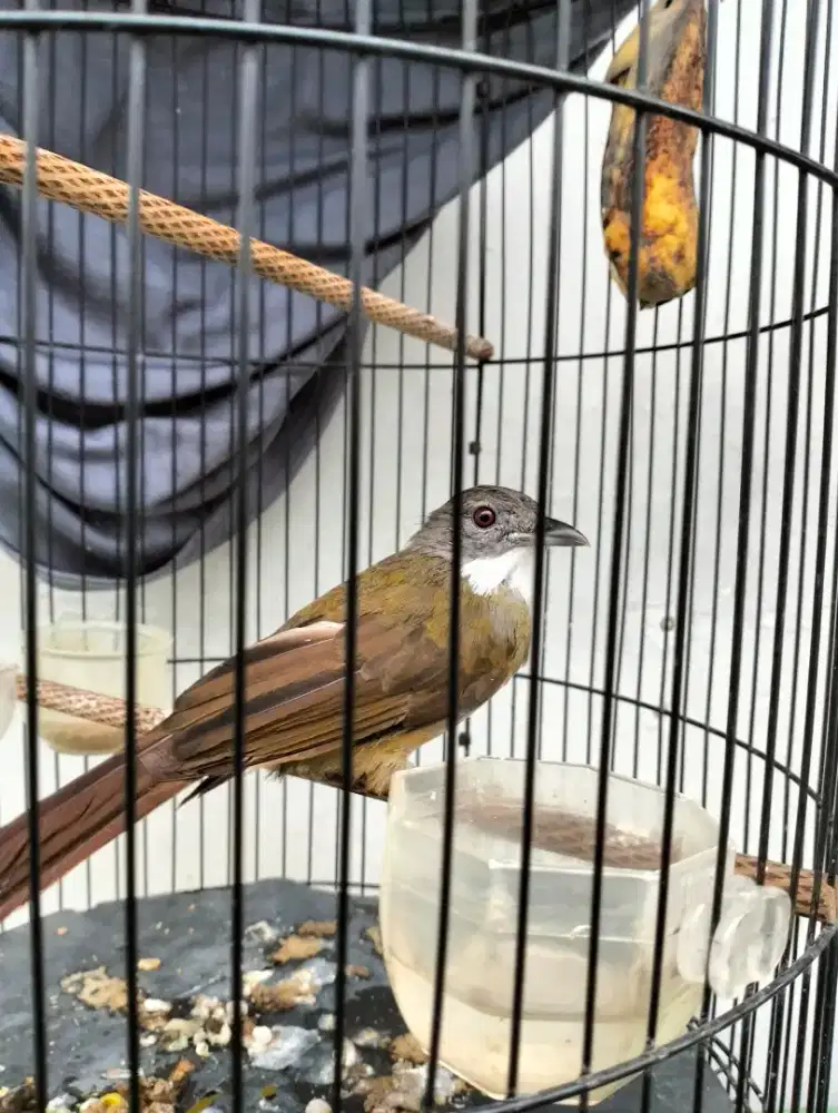 Jual burung jenggot ful set