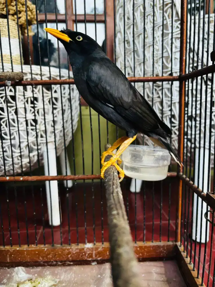 Jalak Kebo Bisa Ngomong