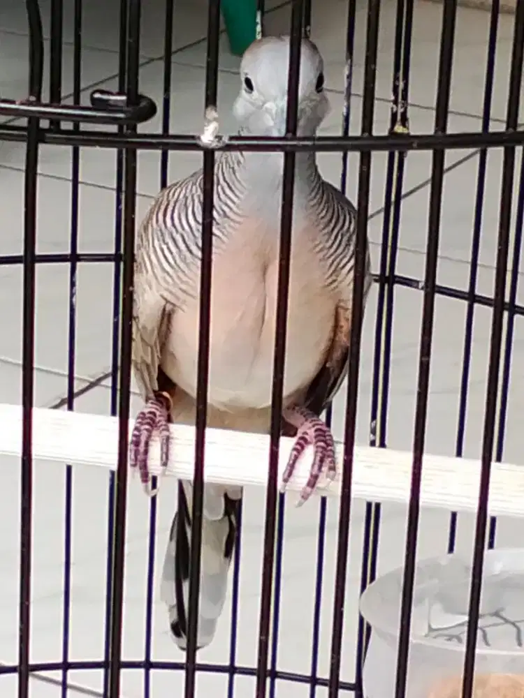 Burung Perkutut 2 Ekor Edisi Akhir Tahun