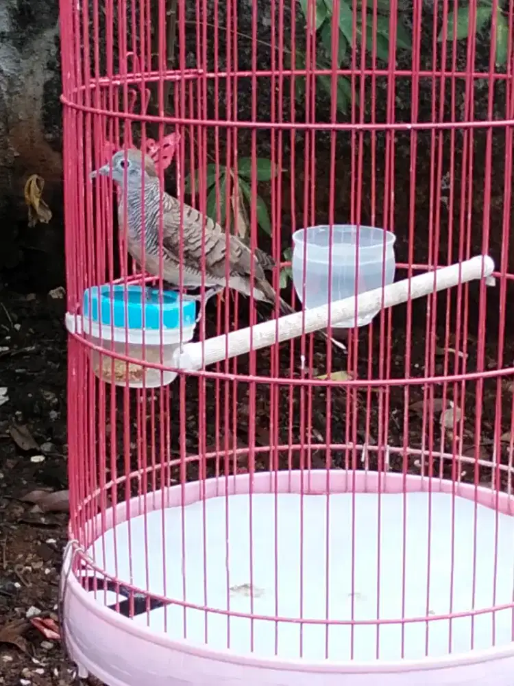 Burung Perkutut 2 Ekor