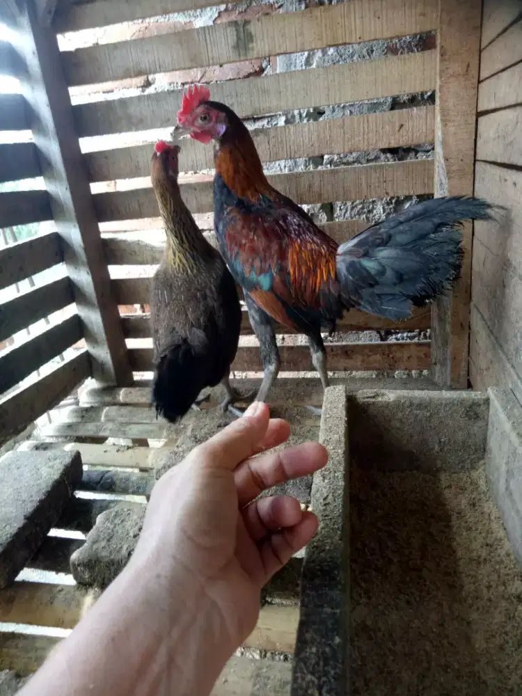 Jual Ayam Hutan /Baruge