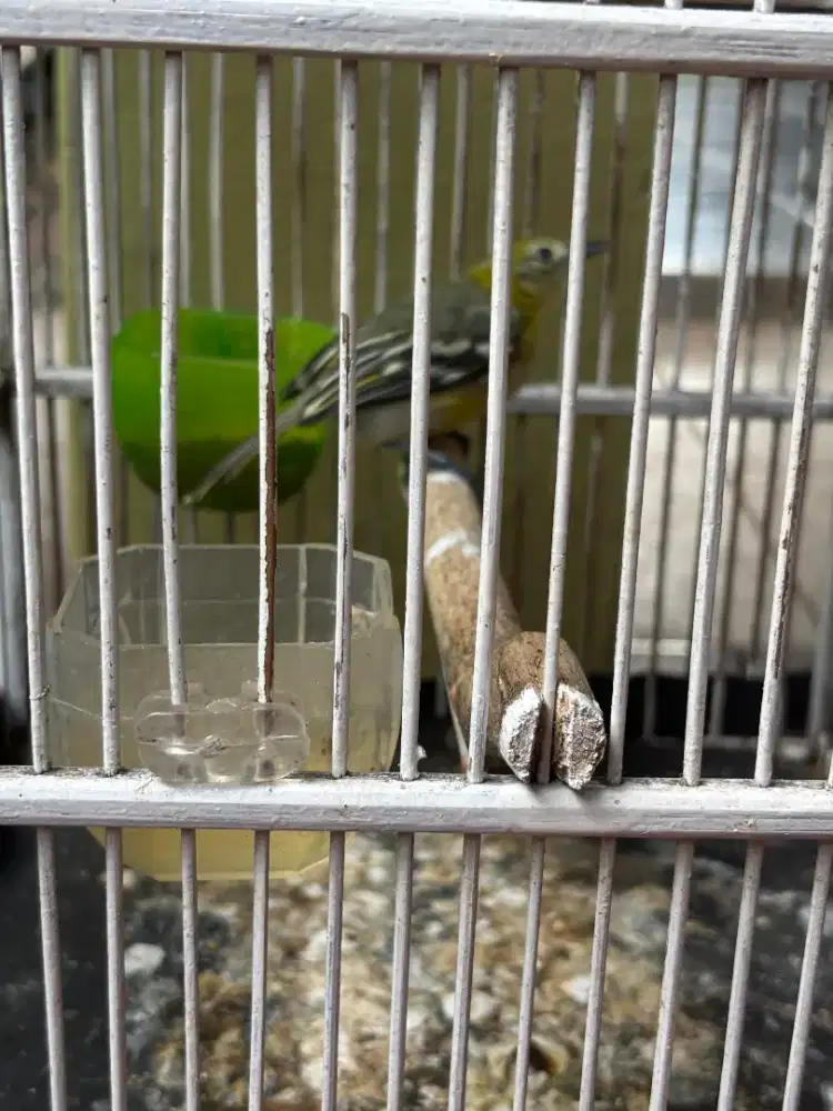 Cipow Daun Plus Kandang