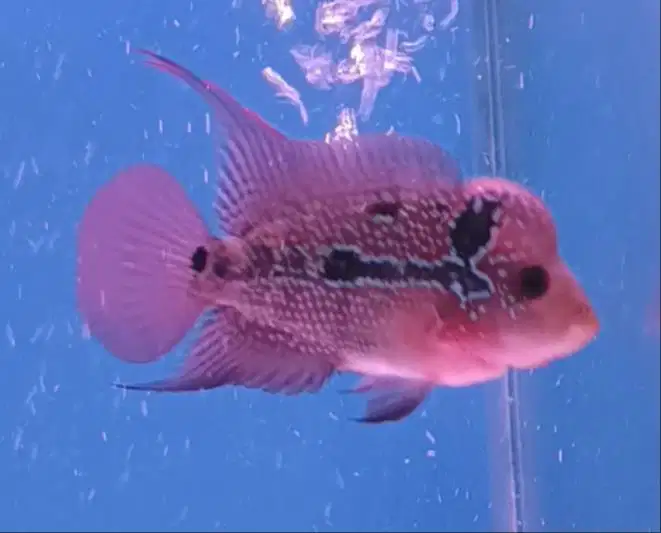 ikan louhan srd di medan.