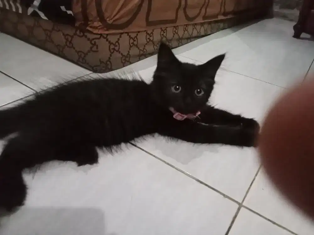 kitten Persia medium