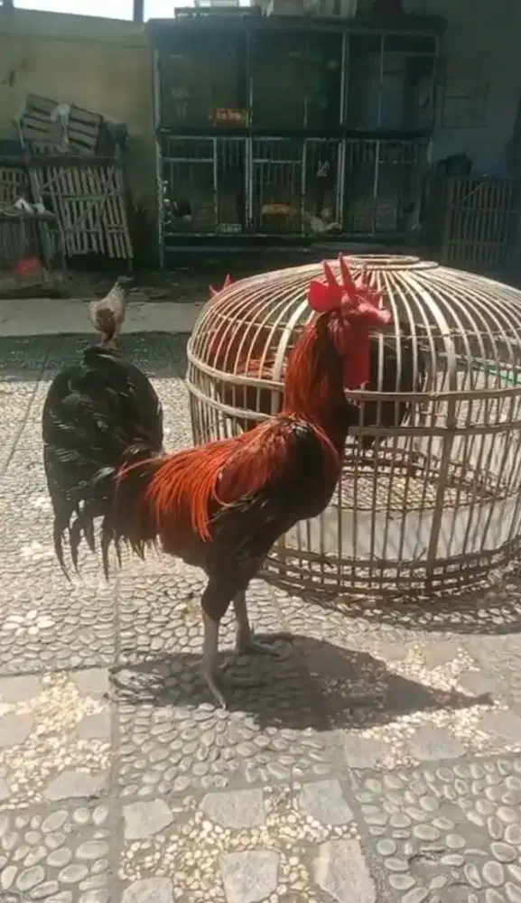 Ayam Pelung Jumbo