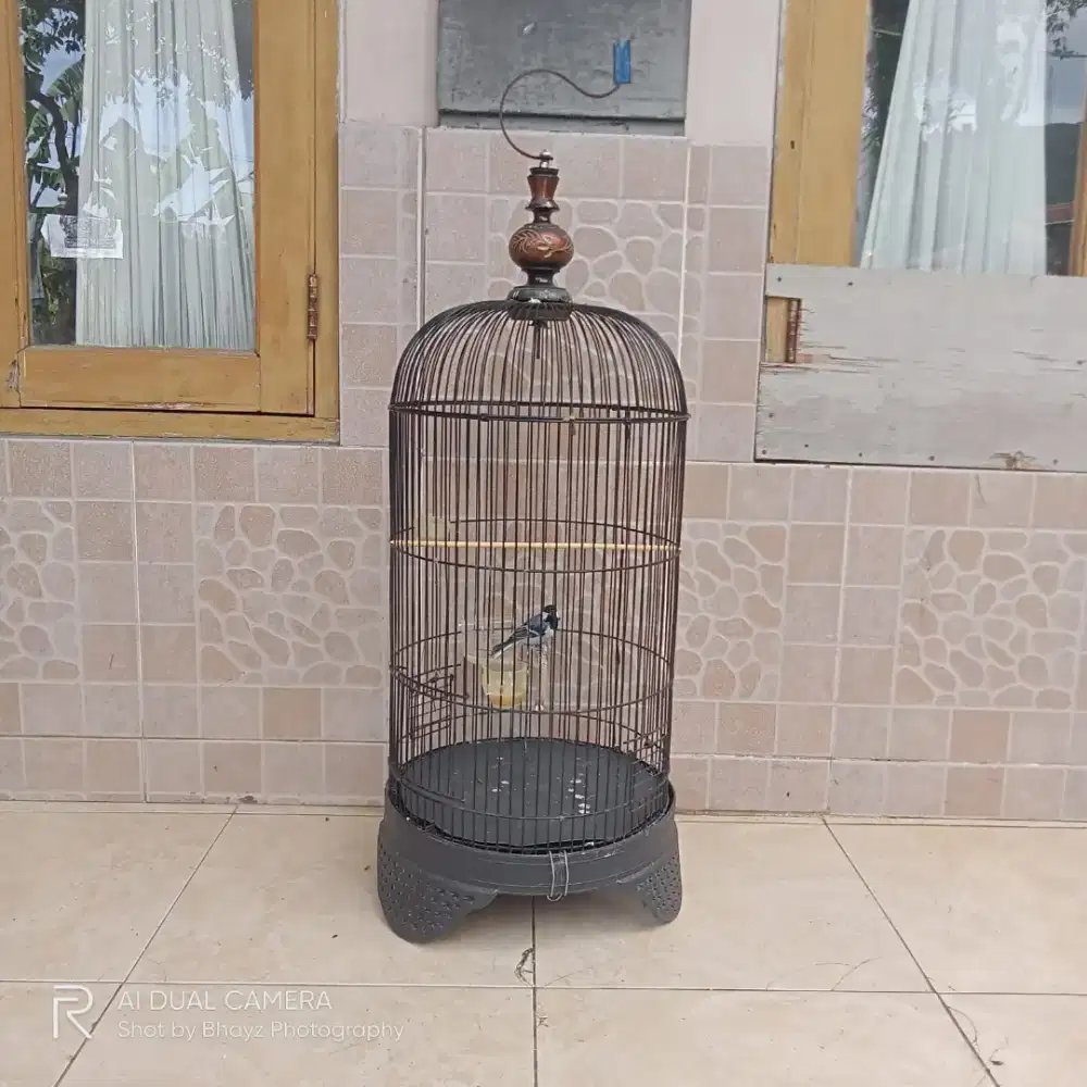 Jual burung gelatik batu sama lb