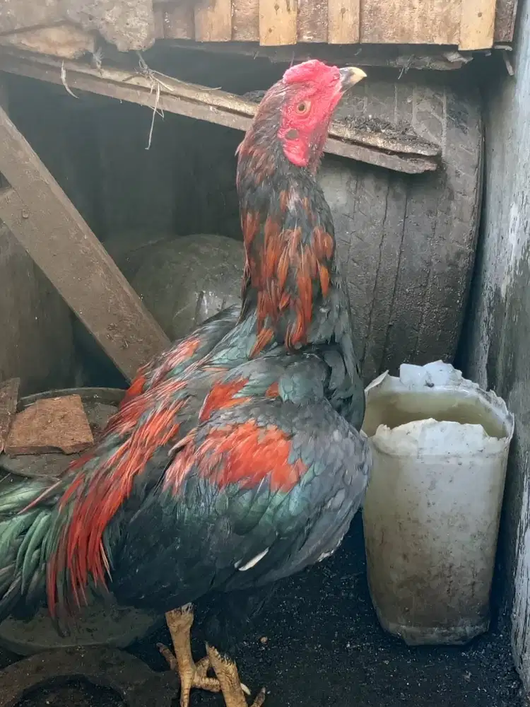 Ayam Bangkok 200rb nego