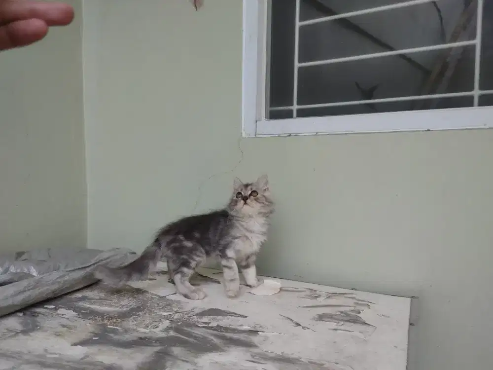 Kucing kitten persia mix norwegian / anggora / peaknose / himalaya
