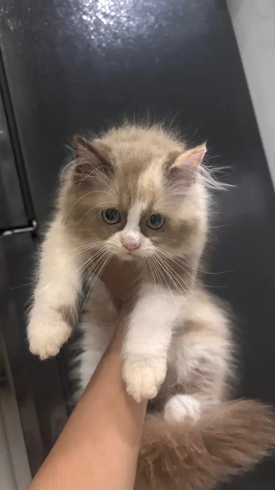 RAGDOLL JANTAN N BETINA