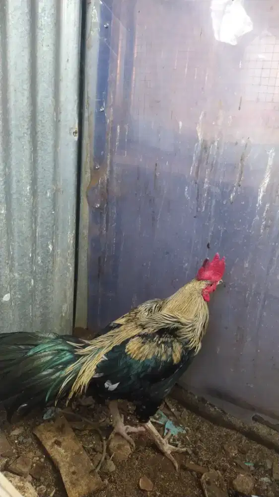 Ayam  bangkok  teknik