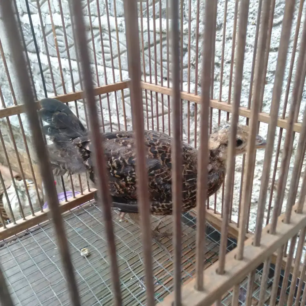 Ayam hutan hijau jantan