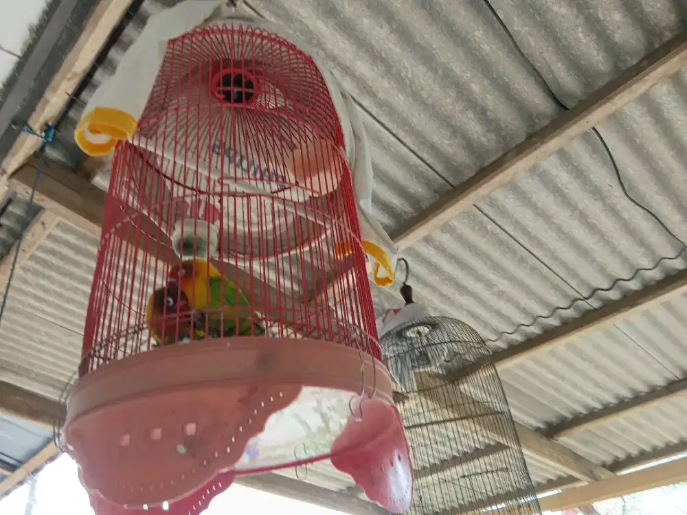 Dijual sepasang Lovebird dan 2 sangkar harga 350 rb