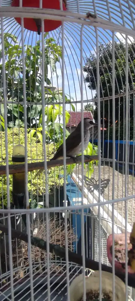 Trucukan muda dan kandang ebod