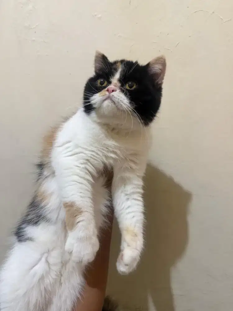 Kucing betina peaknose calico