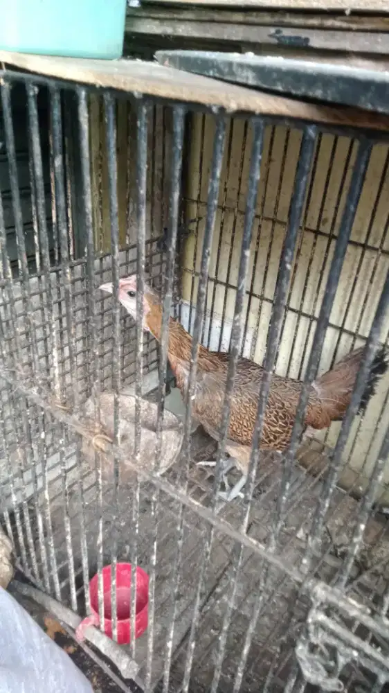 Ayam bekisar cewean siaap. ternak