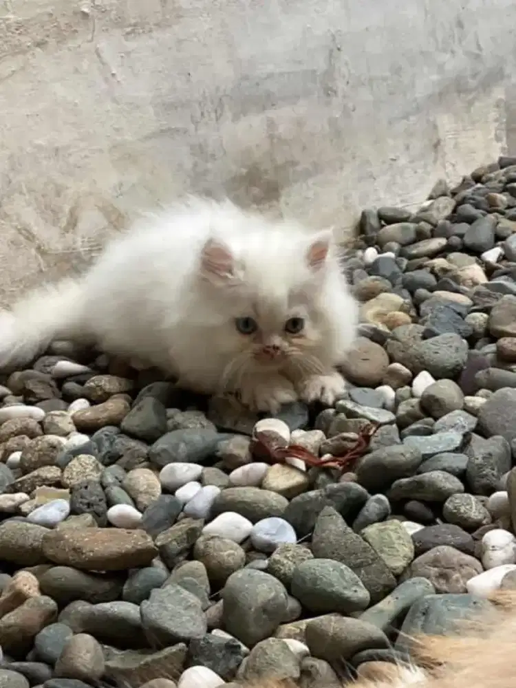 Lepas adopt kucing Himalaya X Persia