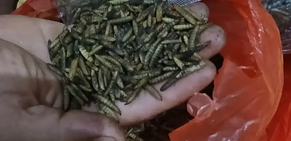 Magot kering dan Hidup