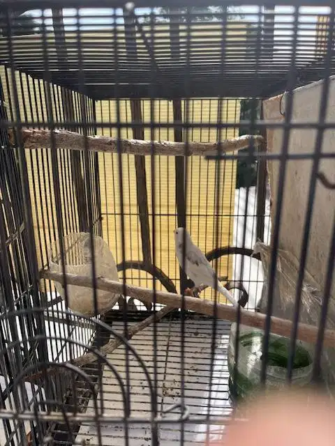 kenari panda putih betina ada minus