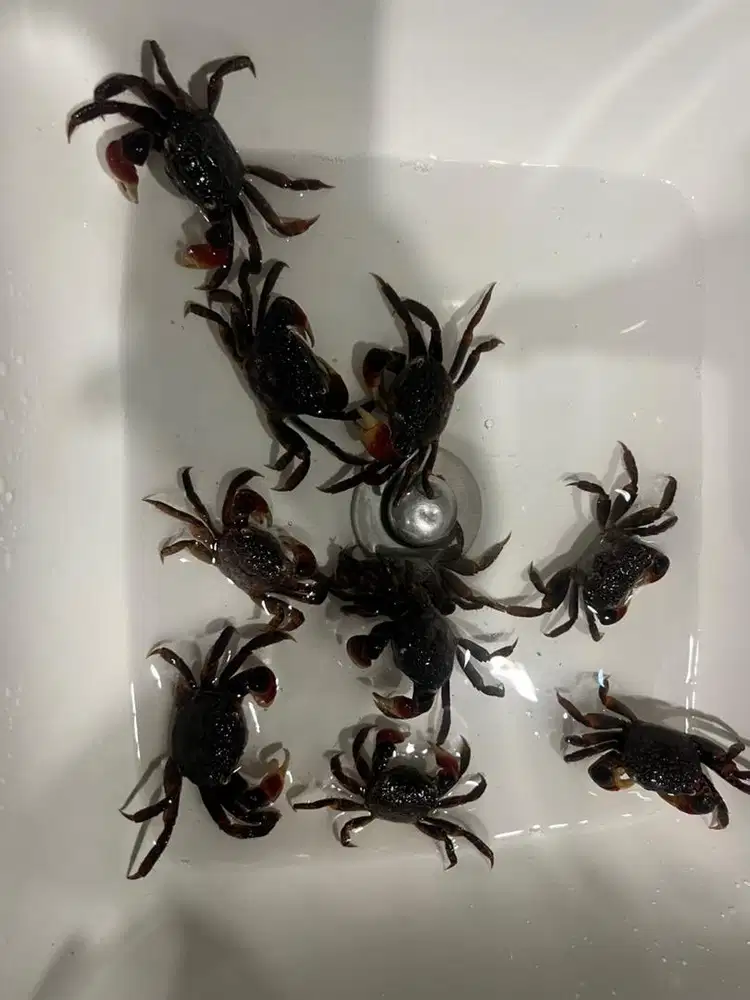 kepiting viral piaraan