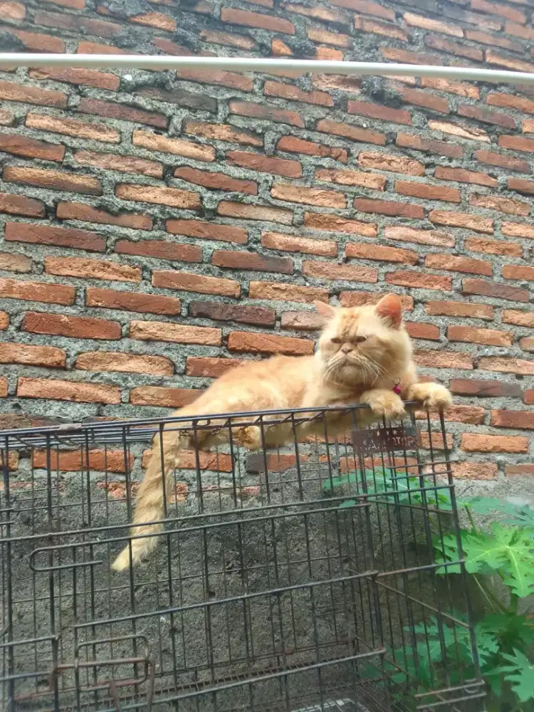 Open jasa pacak kucing Persia