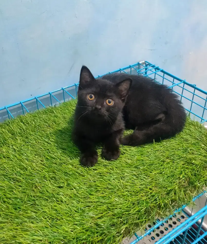 BSH munchkin NS Black