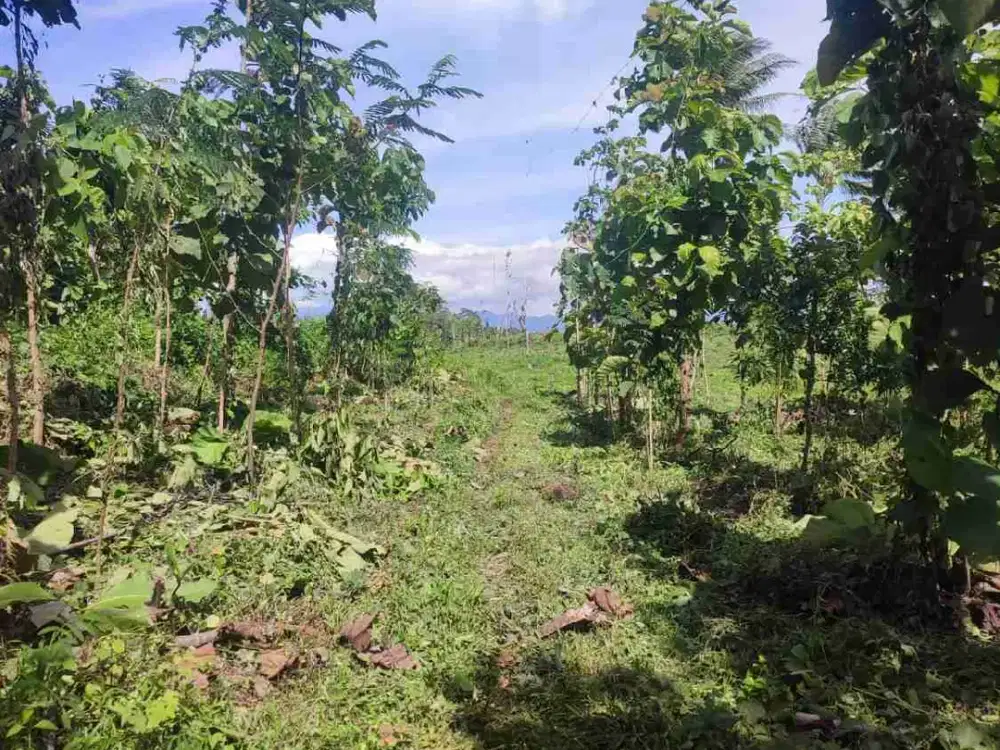 Dijual Kebun Alpukat di Sukosari