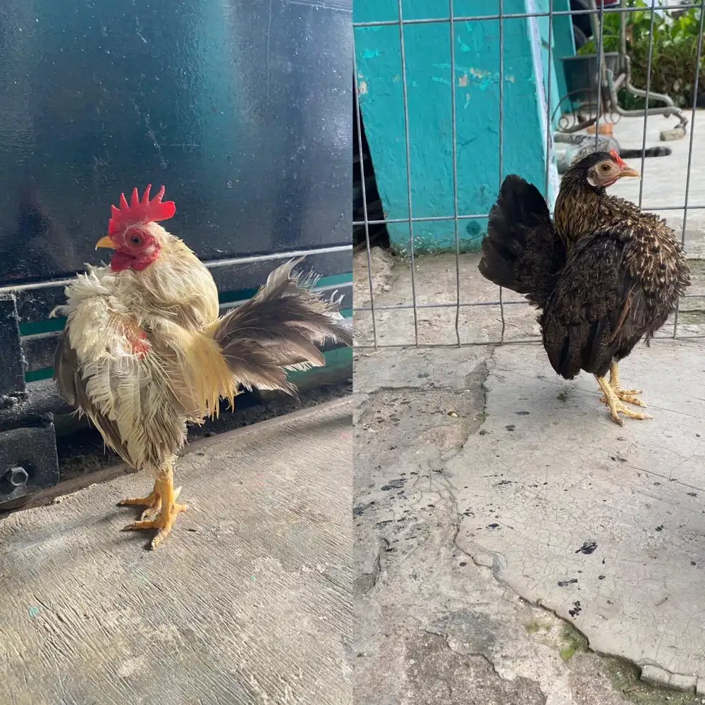 Ayam serama hias