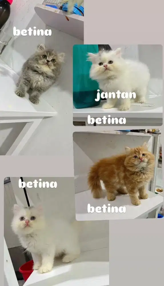 kitten PERSIA NS LONGHAIR harga/ekor