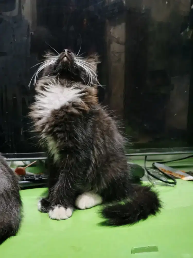 Kucing maincone mix jantan