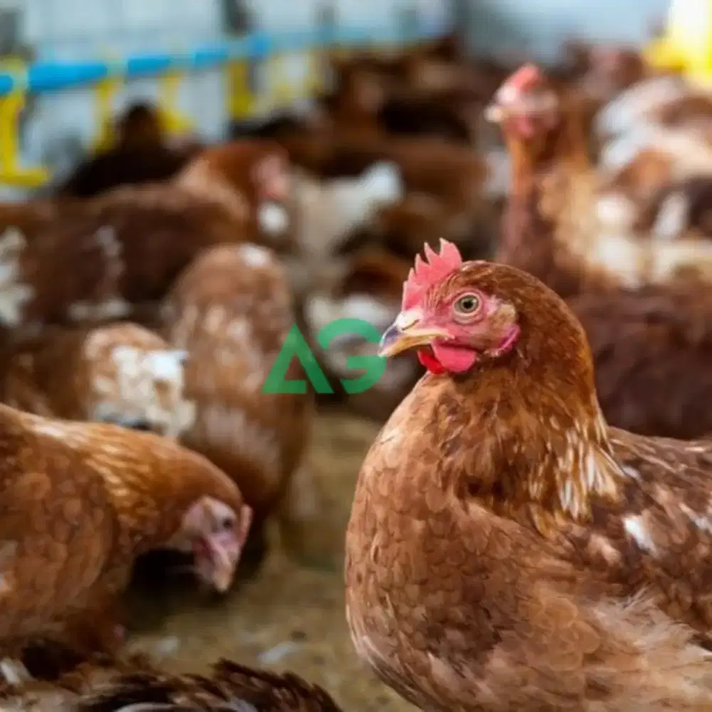 Paket Ayam Petelur 4 Ekor + 1 Set Kandang Batrei Skala Rumahan