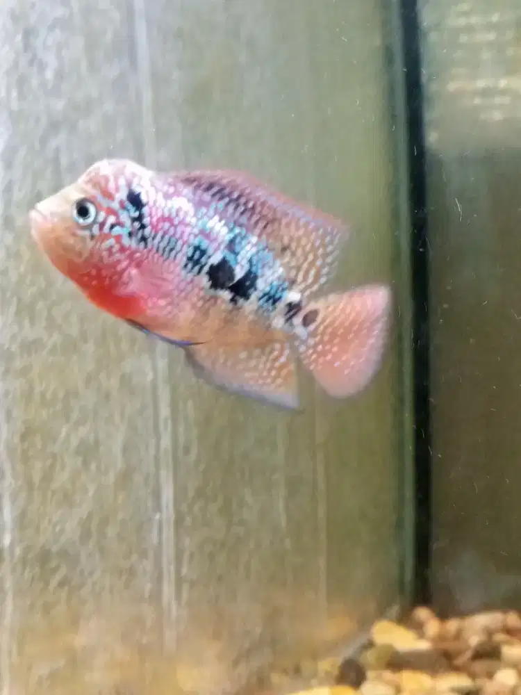 Jual ikan louhan kamfa f2 size 2 jari