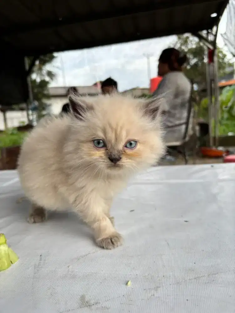 Kitten Ragdoll Gemoy
