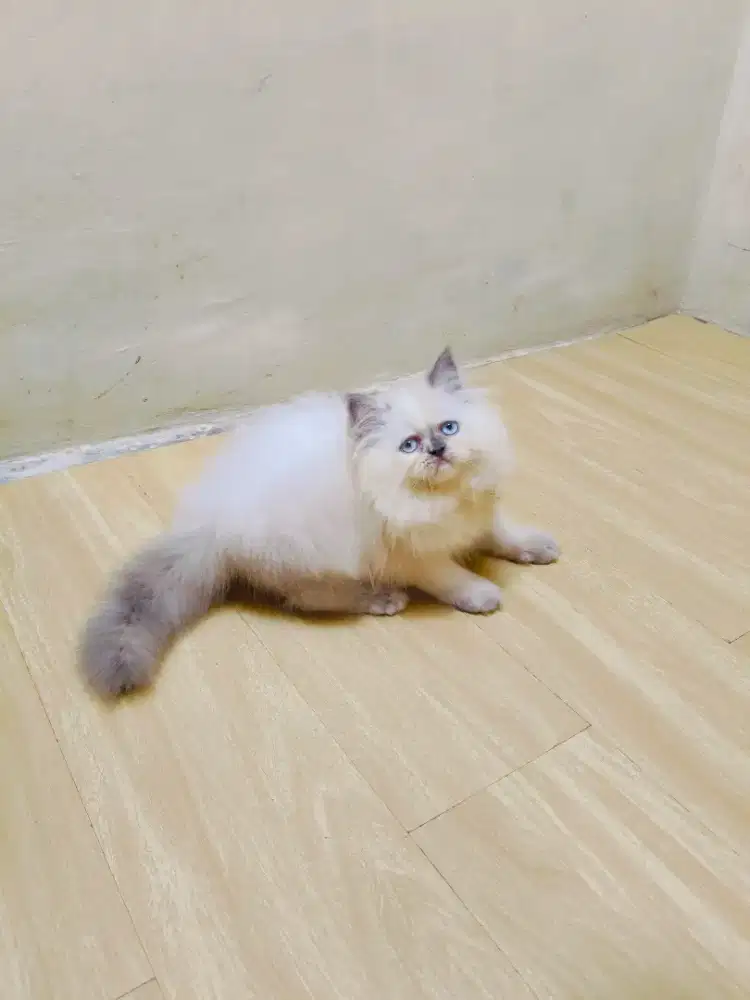 Kitten Himalaya ragdol