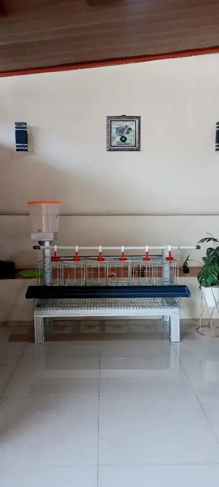 Paket Ayam 6 Ekor + 1 Set Kandang Batrei Skala Rumahan