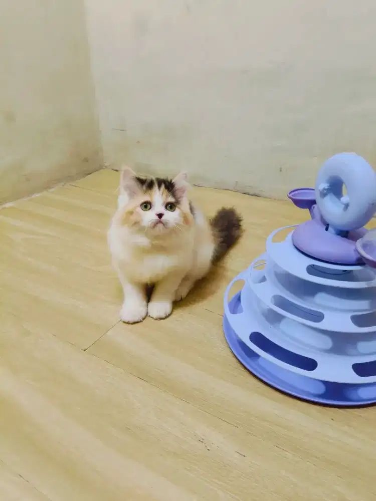 Kitten Persia Calico