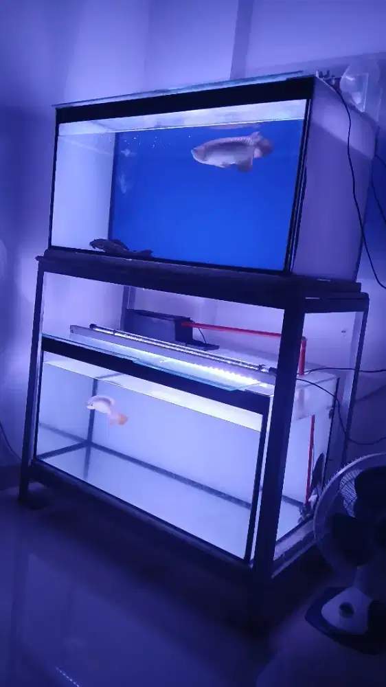 Ikan arwana sr dan golden