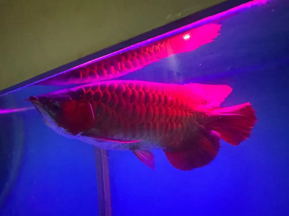 RARE Arwana Super Red (Rare Cacat Dwarf)