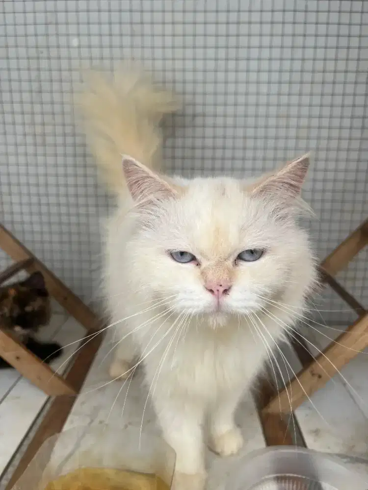 Jual borongan kucing persia ada yg lgi hamil