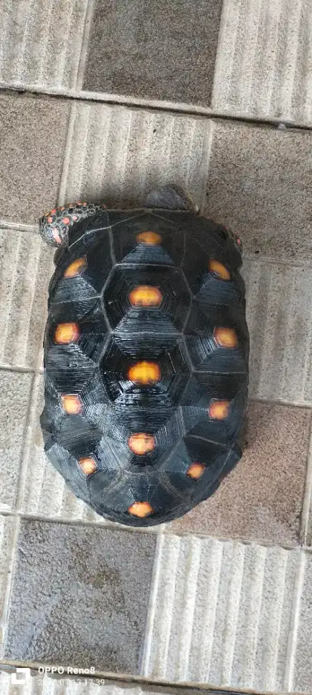 KURA KURA DARAT RED FOOT TORTOISE