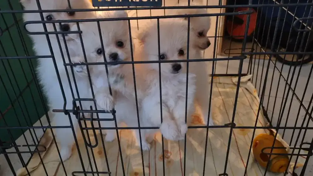 Minipom Jantan Betina 2 Bulan