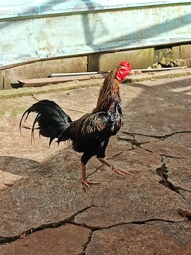 Jual ayam jago birma