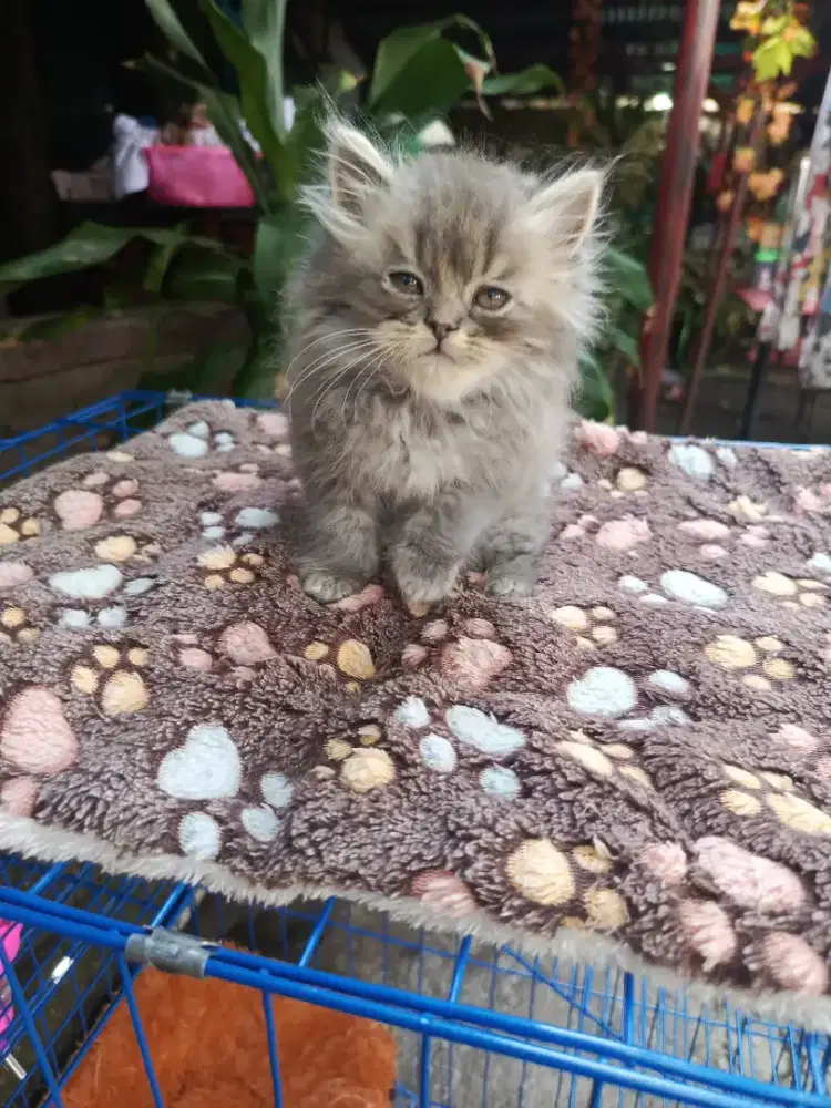 Anak kucing Persia LongHair lucu sehat dan gembul