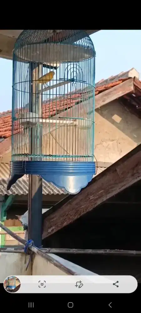 Kenari riwikan jantan