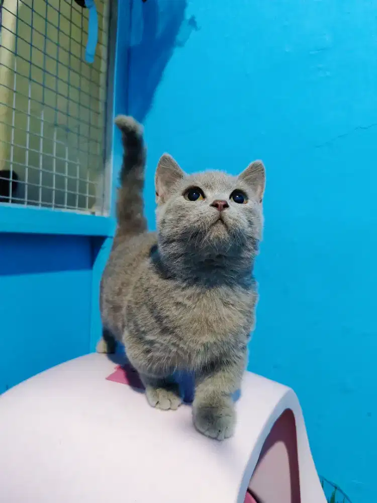 Munchkin BSH Lilac Jangan Kitten British Shorthair Cebol