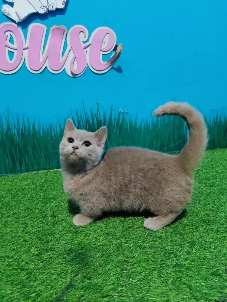 Munchkin BSH Lilac Jangan Kitten British Shorthair Cebol